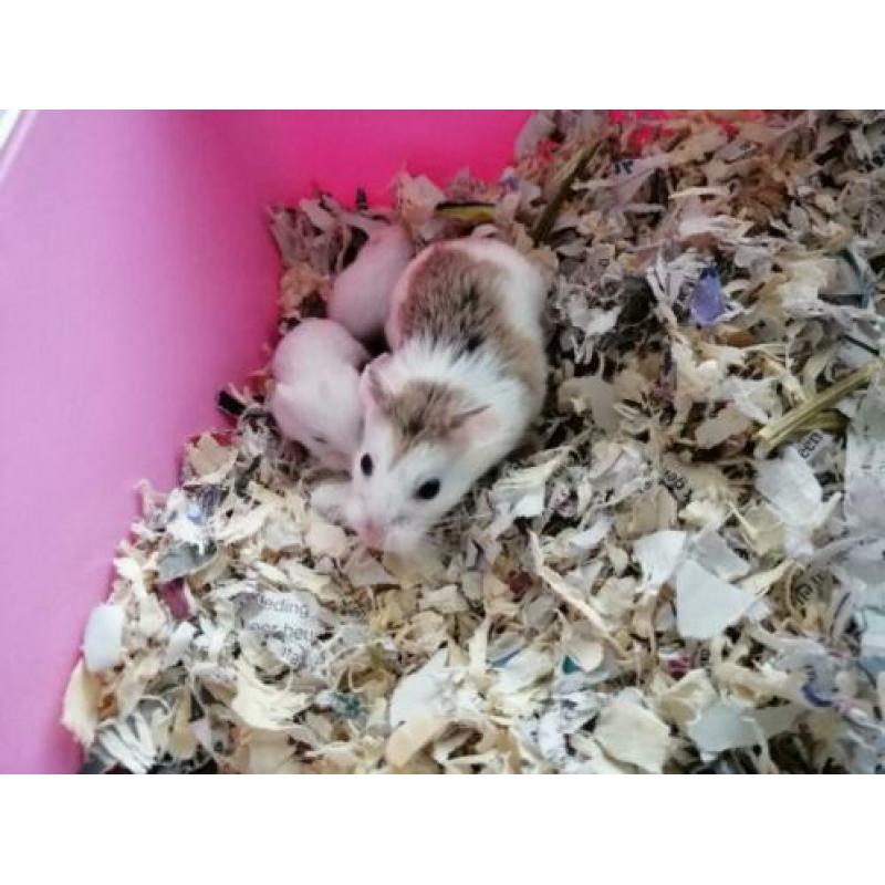 Roborovski hamsters