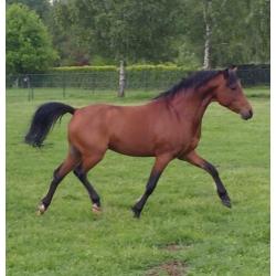 pony, paard te koop