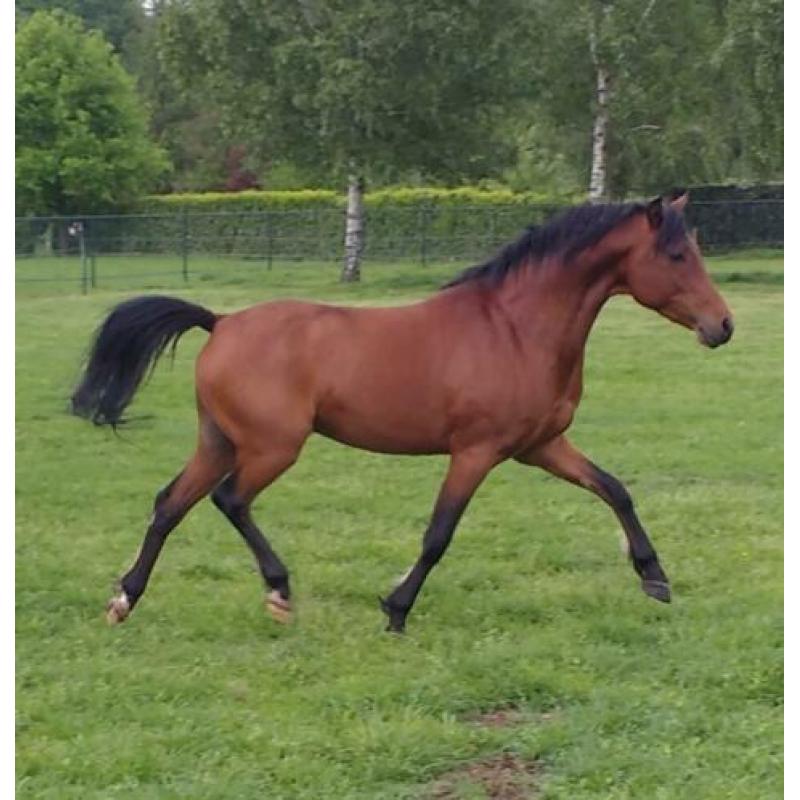 pony, paard te koop