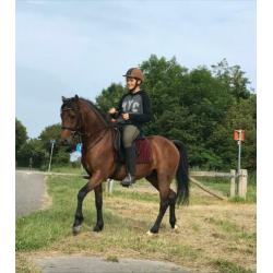 pony, paard te koop