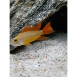 apistogramma cacatuoides orange