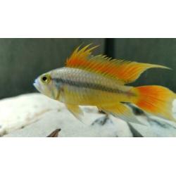 apistogramma cacatuoides orange