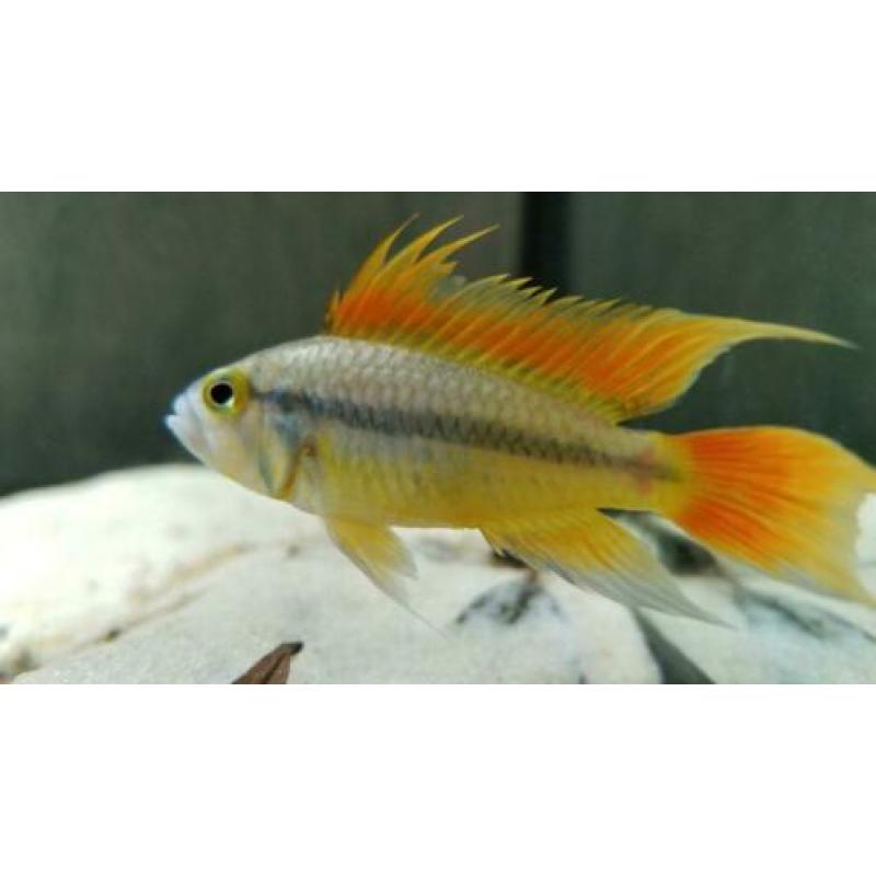 apistogramma cacatuoides orange