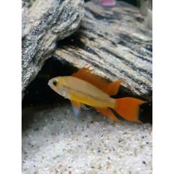 apistogramma cacatuoides orange