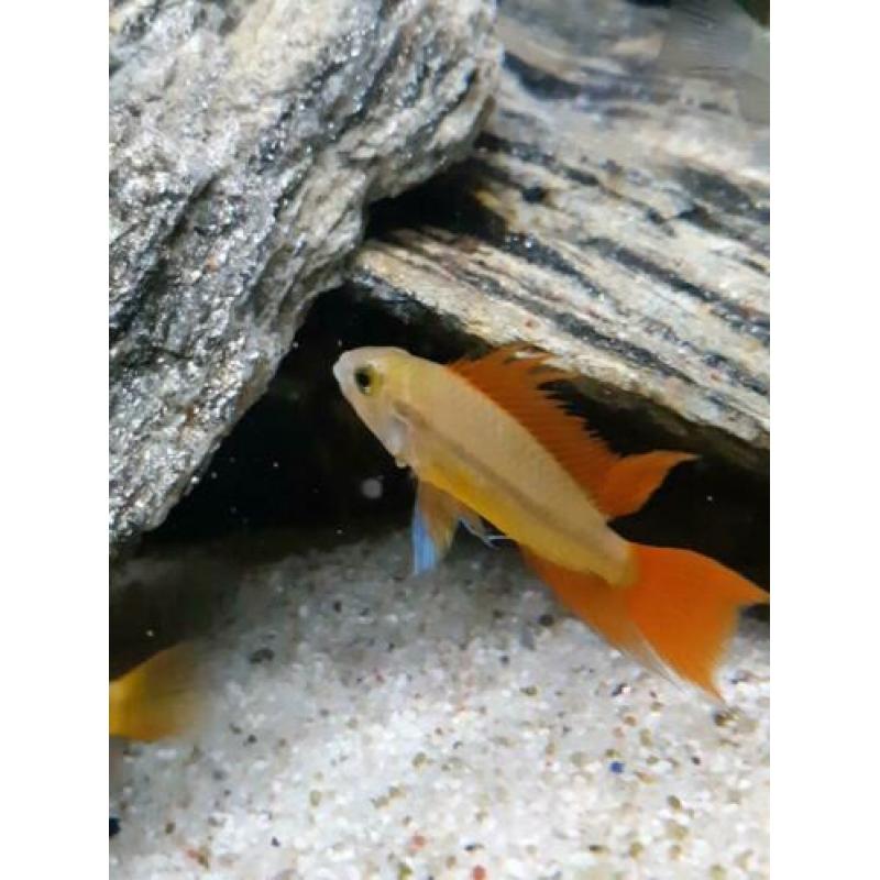 apistogramma cacatuoides orange