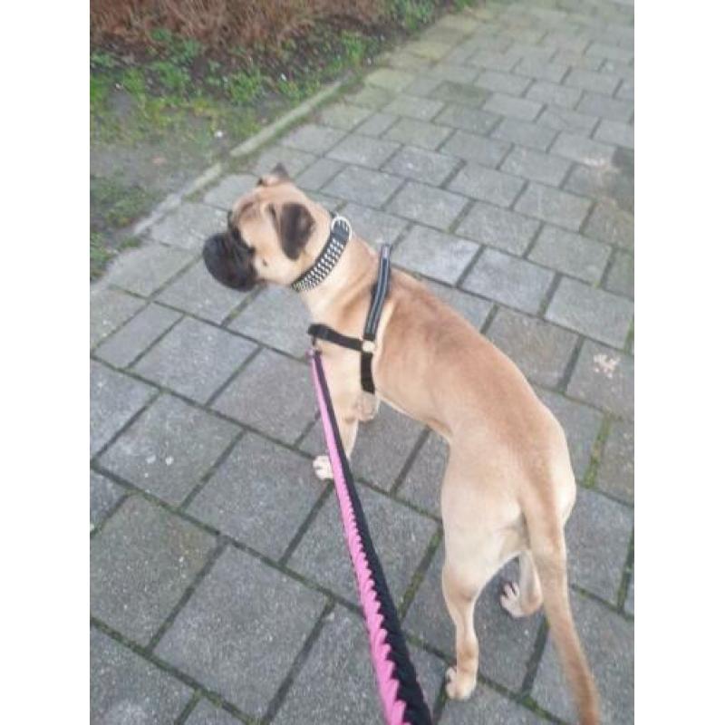 Lief bullmastiff teefje met FCI stamboom !!MOET WEG!!