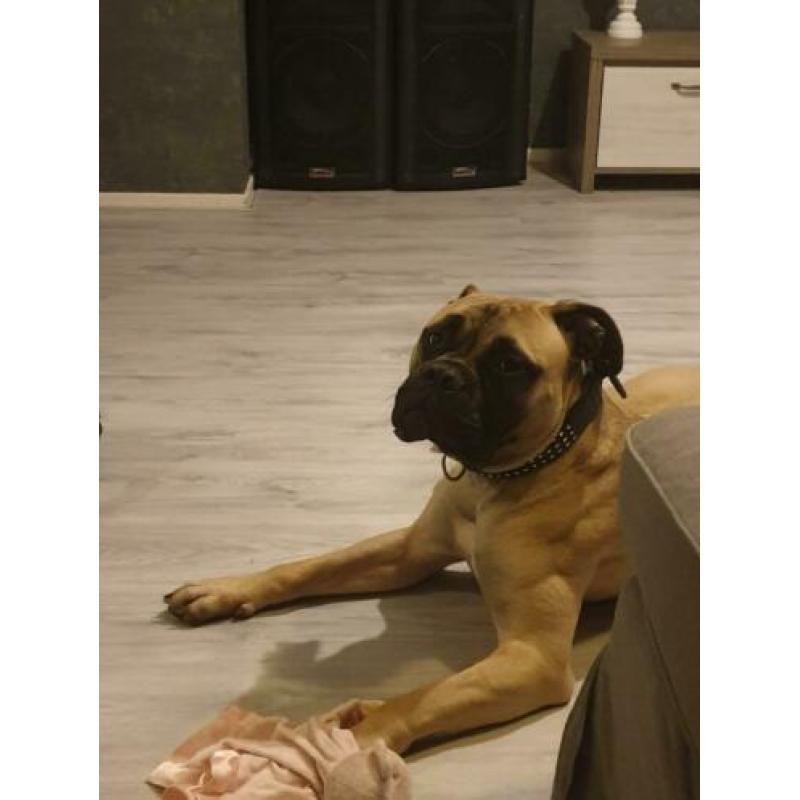 Lief bullmastiff teefje met FCI stamboom !!MOET WEG!!