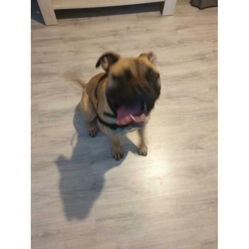 Lief bullmastiff teefje met FCI stamboom !!MOET WEG!!