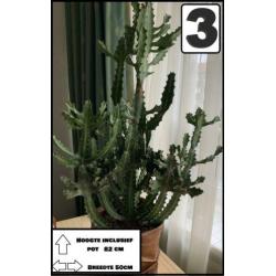 3 grote cactussen in 1 koop