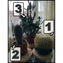 3 grote cactussen in 1 koop