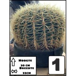 3 grote cactussen in 1 koop