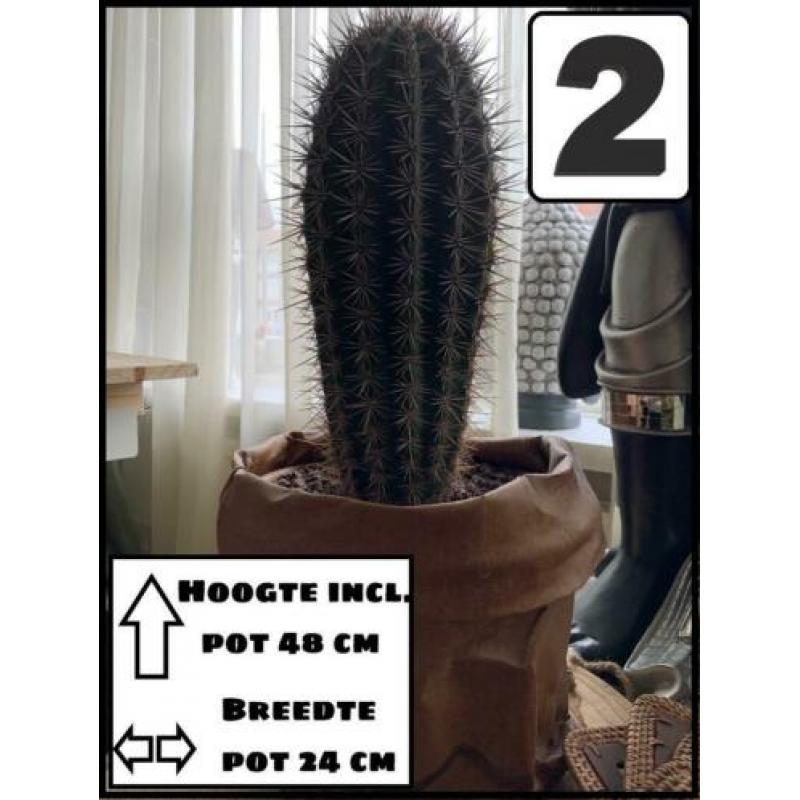 3 grote cactussen in 1 koop