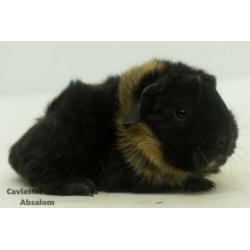 Zwart buff peruvian cavia (1)