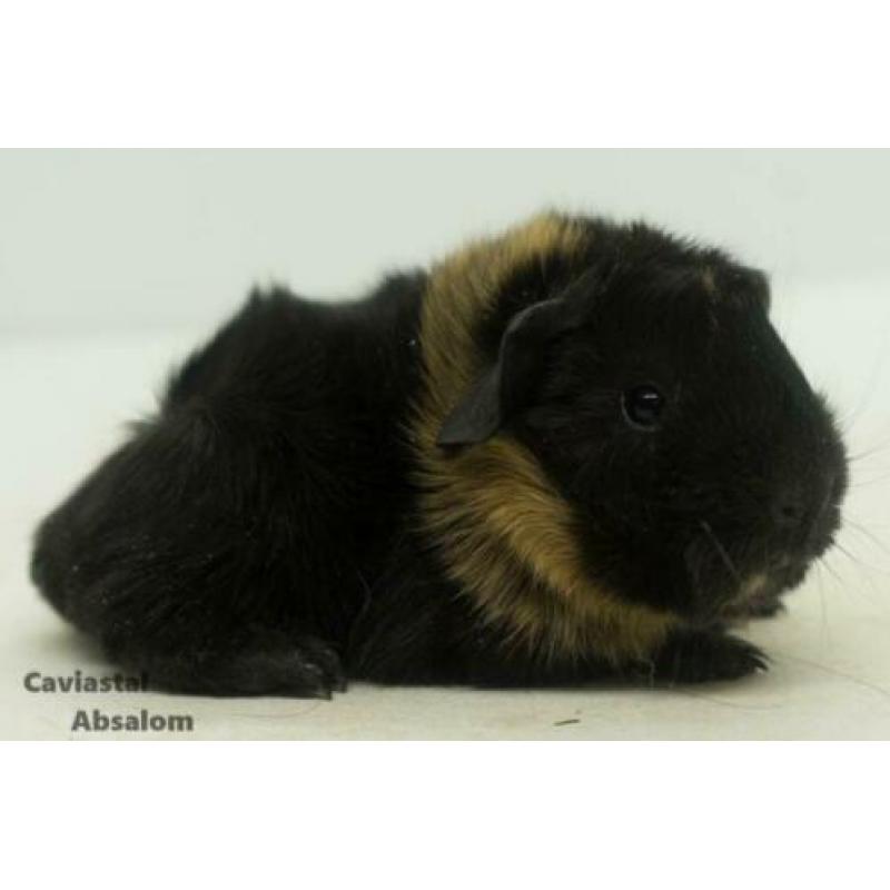 Zwart buff peruvian cavia (1)