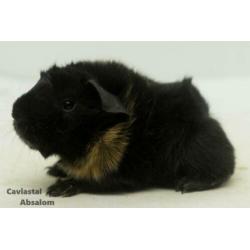 Zwart buff peruvian cavia (1)