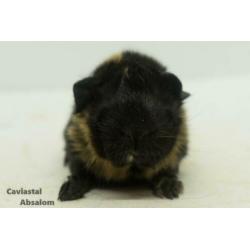 Zwart buff peruvian cavia (1)