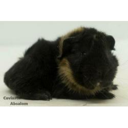 Zwart buff peruvian cavia (1)