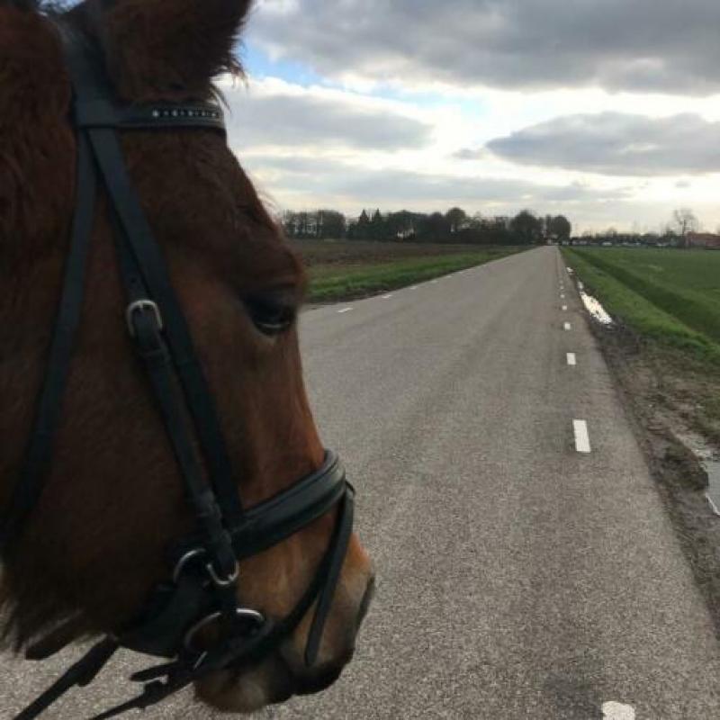 Vezorger/leaser gezocht voor stoere welshcob