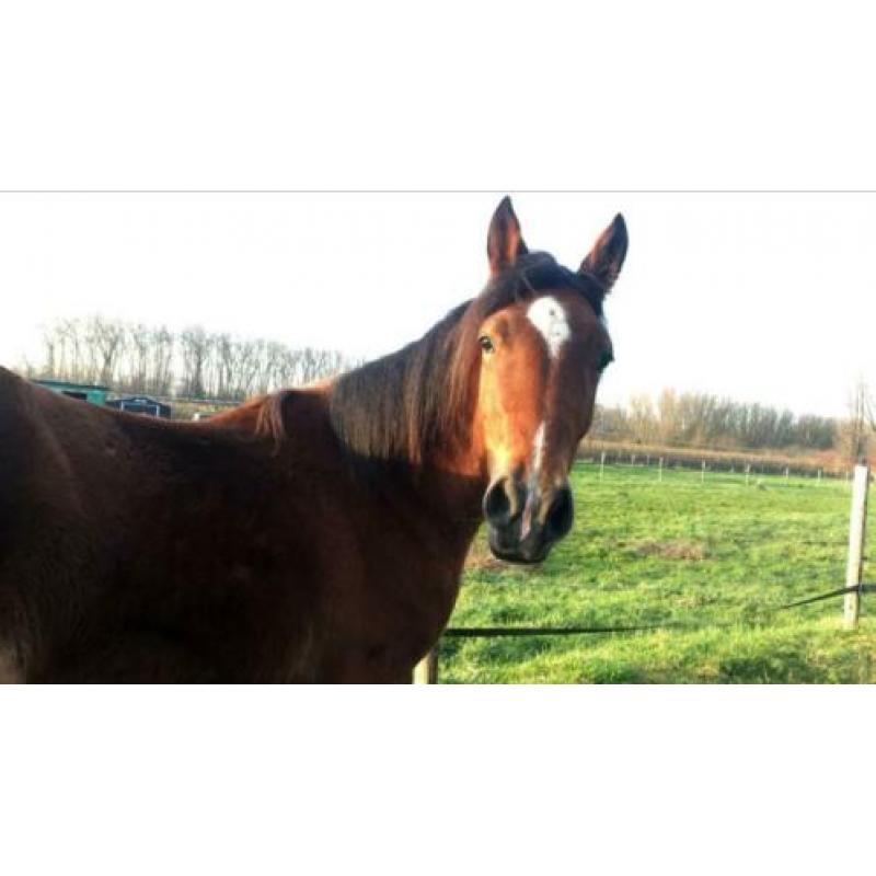 Vezorger/leaser gezocht voor stoere welshcob