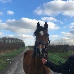 Vezorger/leaser gezocht voor stoere welshcob