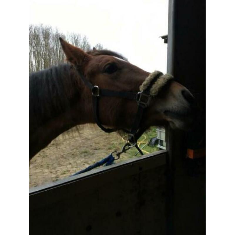 Vezorger/leaser gezocht voor stoere welshcob