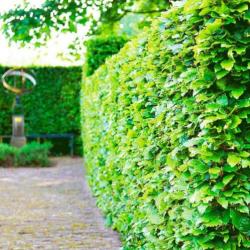 Hele mooie groene haagbeuken Fagus Sylvatica