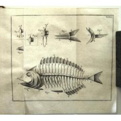 Geschichte der Fische 1781 Meidinger - Vissen Ichtyologie