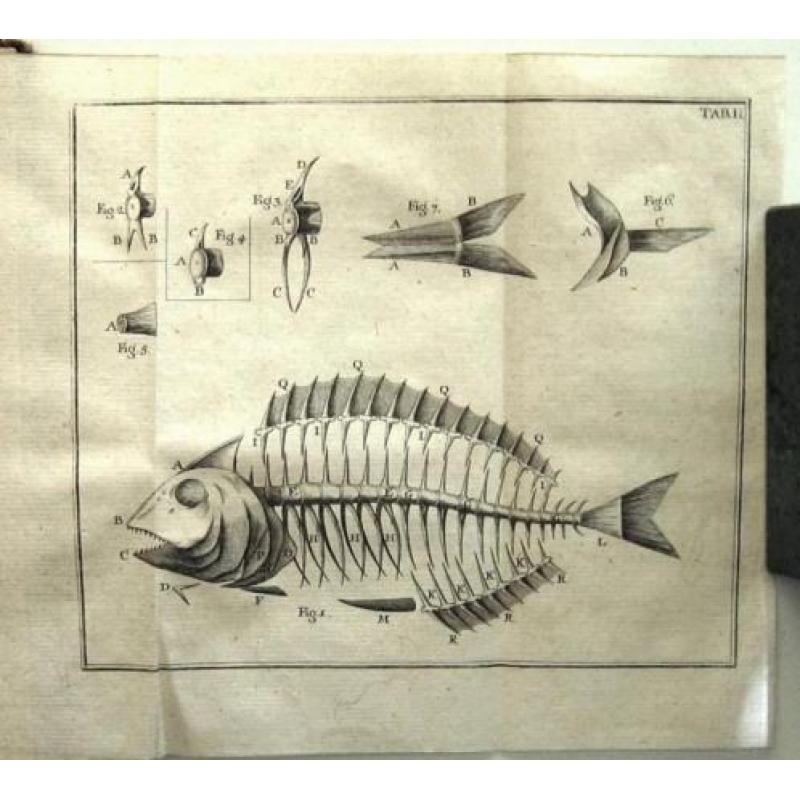 Geschichte der Fische 1781 Meidinger - Vissen Ichtyologie