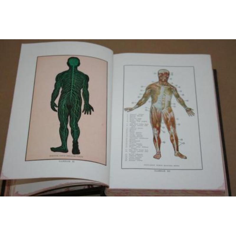 Oud Indonesisch boek over anatomie m kleurenplaten . - 1950!