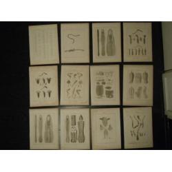 12 grote kopergravures Hunterian, 1823 skelet vlieg