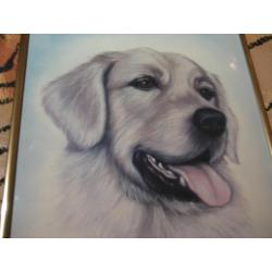 prachtige tekening van de Golden Retriever 35/28 cm