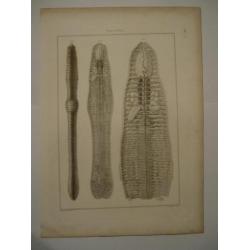 12 grote kopergravures Hunterian, 1823 skelet vlieg