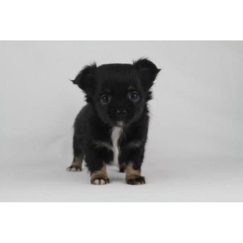 Langharige%20Chihuahua%20puppies%20-%20100%20%%20Belgisch