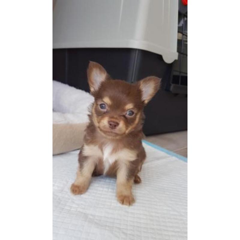 Lief klein choco tan chihuahua reutje