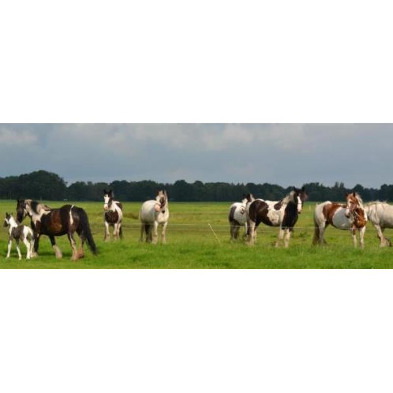 Op zoek naar een betrouwbare tinker / irish cob?