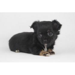 Langharige%20Chihuahua%20puppies%20-%20100%20%%20Belgisch