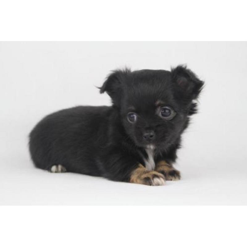 Langharige%20Chihuahua%20puppies%20-%20100%20%%20Belgisch