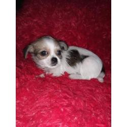 Chihuahua mix pups mogen direct mee