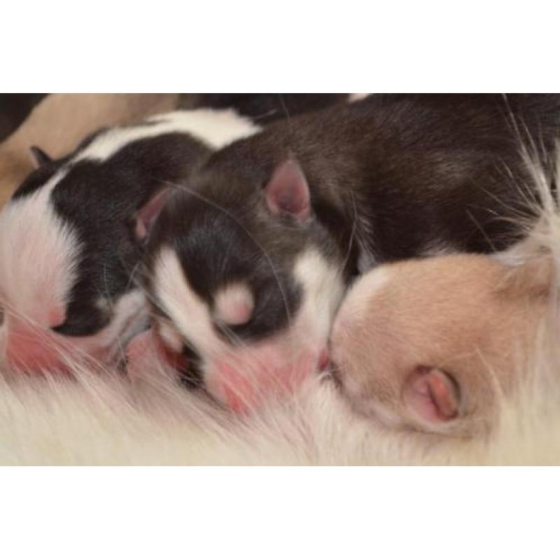 Syberiche husky pups