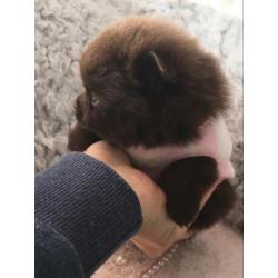 Uniek choco pomeranian pomeriaan teefje reutje dwergkees