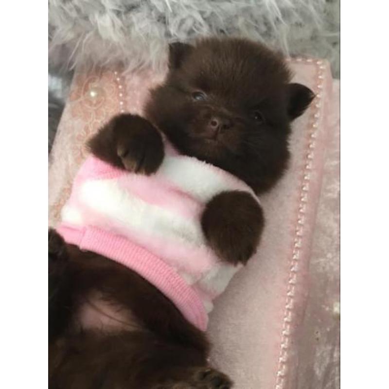 Uniek choco pomeranian pomeriaan teefje reutje dwergkees