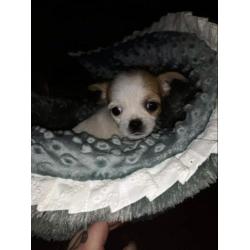 Chihuahua mix pups mogen direct mee