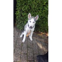 Husky pup te koop