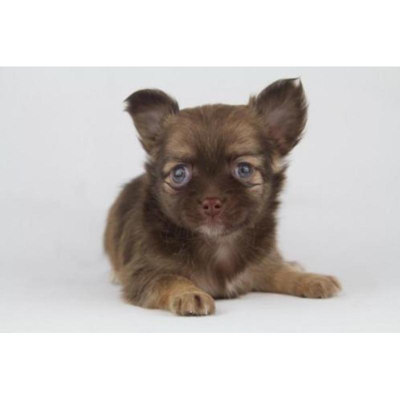 Langharige%20Chihuahua%20puppies%20-%20100%20%%20Belgisch