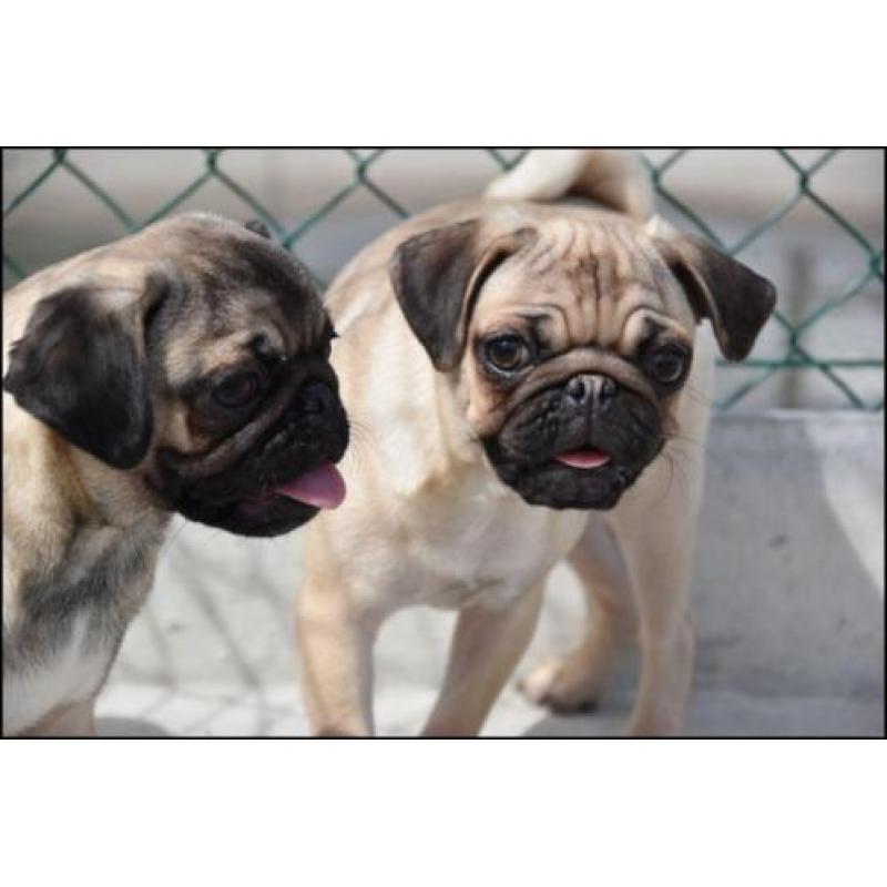 Mops pups