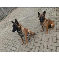 2 Mechelse herders te koop 12 mnd , liefst in 1 koop