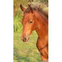 Bruin tuigpaard merrie veulen en div. shetlander veulens