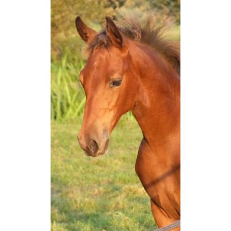 Bruin tuigpaard merrie veulen en div. shetlander veulens