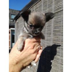 Chiuahua puppy,s