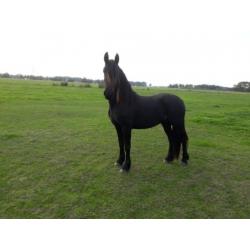 Haflingers Friezen en Arabo-friese paarden